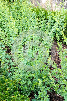 Marjoram -  Origanum majorana - growing fresh marjoram in summer garden