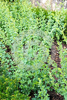 Marjoram -  Origanum majorana - growing fresh marjoram in summer garden photo