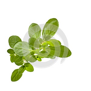 Marjoram on White