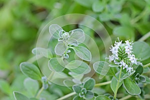 Marjoram with white flowers blossoming in the garden