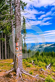 A mark on a beautiful trunk.
