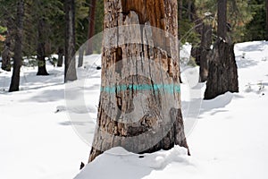 Marked Dead Hazard Tree in National Forest