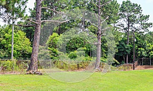 Marked Dead Pine Trees photo