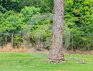 Marked Dead Pine Trees photo