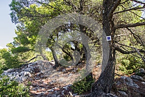 Marked hiking path on Parnitha Mountain near Athens, Attica, Greece on way to Pan`s cave