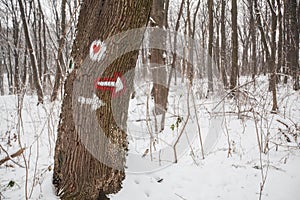 Marked hiking trail on the tree. Winter cold