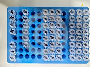 Marked lab tubes of biological samples placed in a holder on a table in laboratory