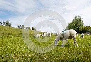 Marked sheep grazing in fresh grass