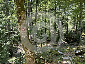 Marked tourist-hiking trail in Golubinjak forest park or Cave trail in Gorski kotar - Sleme, Croatia