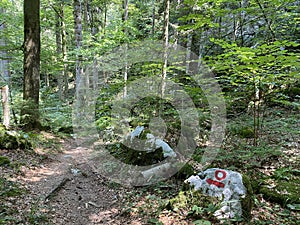 Marked tourist-hiking trail in Golubinjak forest park or Cave trail in Gorski kotar - Sleme, Croatia