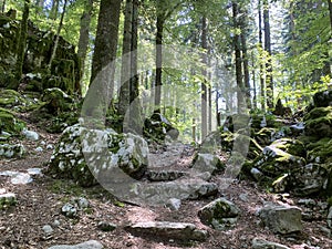 Marked tourist-hiking trail in Golubinjak forest park or Cave trail in Gorski kotar - Sleme, Croatia