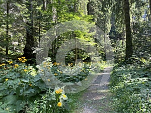 Marked tourist-hiking trail in Golubinjak forest park or Cave trail in Gorski kotar - Sleme, Croatia