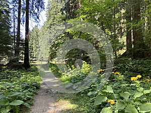 Marked tourist-hiking trail in Golubinjak forest park or Cave trail in Gorski kotar - Sleme, Croatia