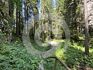 Marked tourist-hiking trail in Golubinjak forest park or Cave trail in Gorski kotar - Sleme, Croatia