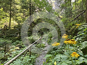 Marked tourist-hiking trail in Golubinjak forest park or Cave trail in Gorski kotar - Sleme, Croatia