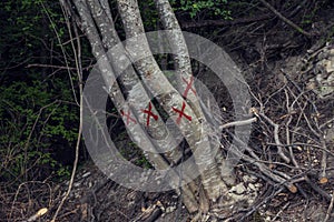Marked trees with red paint