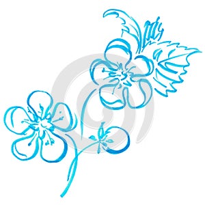 Marker bright blue flower with leaves hand drawn line stroke strawberries