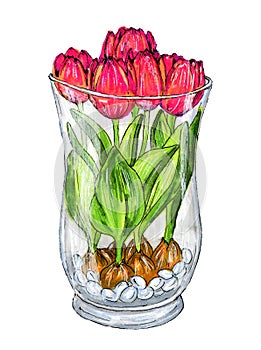 Marker tulips in a glass vase