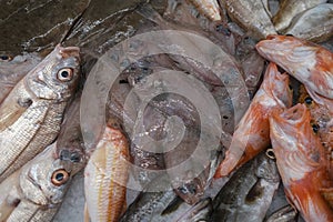 Market close-up of a variety of oceanic fish.