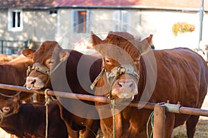 Brown French Limousin cows on market photo