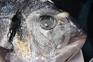 Market frozen silver sea bream raw uncooked fish close up macro head shot