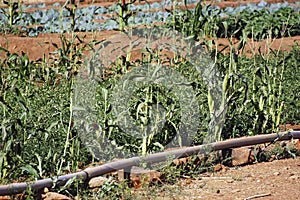 Market garden crops in Burkina Faso