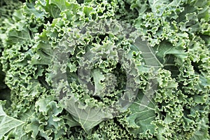 Market green leafy Kale close up