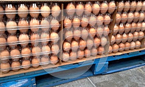 Market: Pallet of Eggs