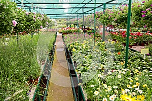 Market for selling flowerpots with hanging flowers.