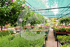 Market for selling flowers for home garden.