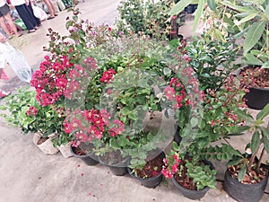The market sells many colorful plants and flowers.
