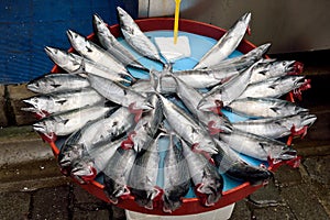 Market stall with Atlantic bonito Sarda sarda fish photo