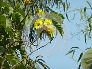 Markhamia lutea, Nile Tulip, Nile Trumpet photo