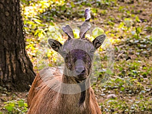 Markhoor or wild goat with cockscrew horns.