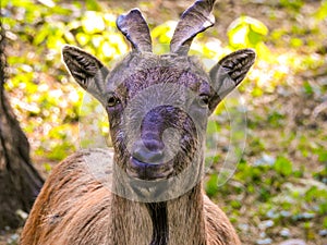 Markhoor or wild goat with cockscrew horns.