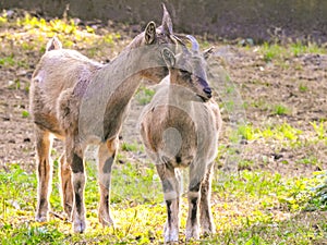 Markhoors or wild goats with cockscrew horns.