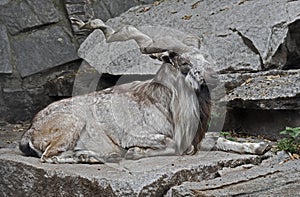 Markhor 10