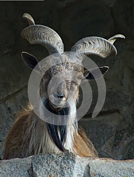 Markhor photo