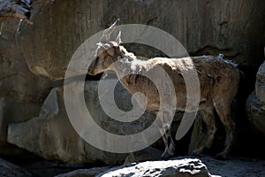 Markhor