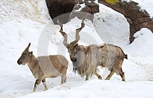 The Markhor.