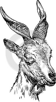 Markhor