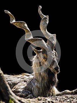 Markhor