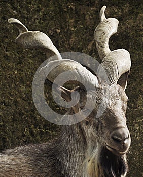 Markhor