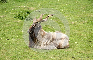 Markhor