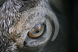 Markhor animal eye and head portrait Capra falconeri heptneri, grey stones background.