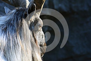 Markhor animal eye and head portrait Capra falconeri heptneri, grey stones background.