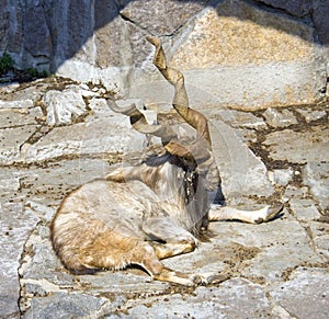 Markhor artiodactyl mammal Bovid rocky-mountain goat photo