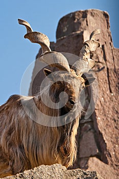 Markhor (Capra falconeri)