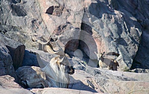 The Markhor Capra Falconeri