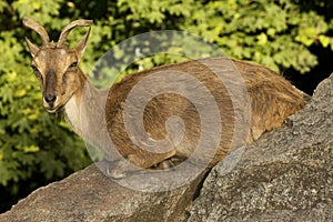 The Markhor Capra falconeri.